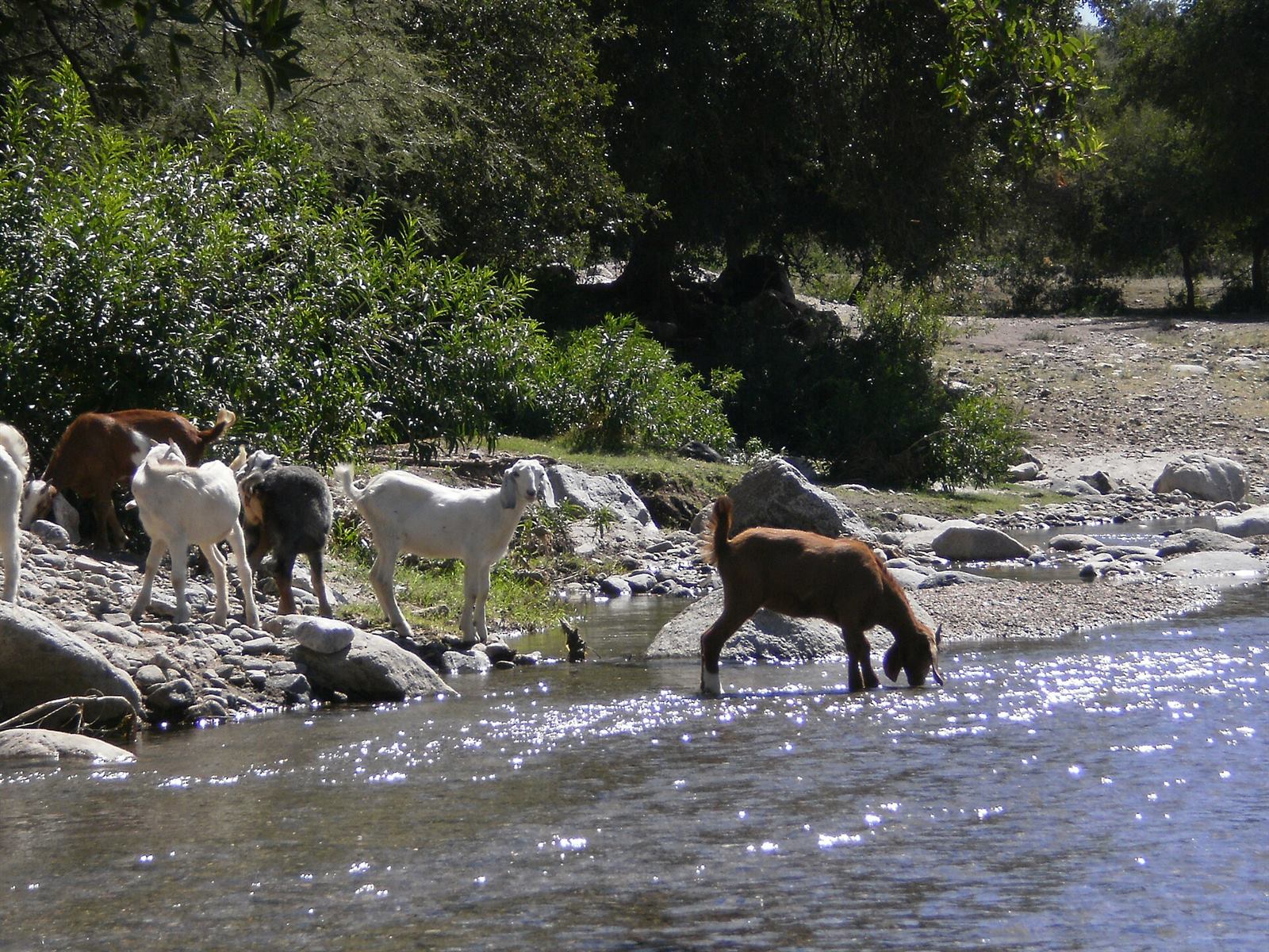 Nogolí